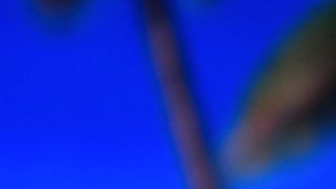 Adamari López Toni Costa