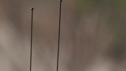 Two San Bernardino County sheriff's deputies stand guard near the area where a shooting took place in Riverside, Calif, Thursday, Feb. 7, 2013. Police launched a massive manhunt for a former Los Angeles officer suspected of going on a killing spree, slaying a couple over the weekend, opening fire on two Los Angeles officers early Thursday and then ambushing two other police officers, killing one. (AP Photo/Jae C. Hong)