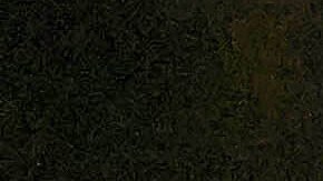 Ángela Aguilar rinde emotivo homenaje a la Virgen de Guadalupe en San Diego