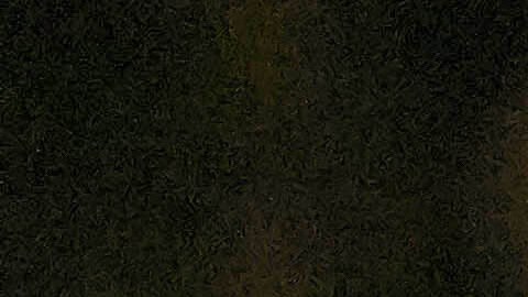 Ángela Aguilar rinde emotivo homenaje a la Virgen de Guadalupe en San Diego