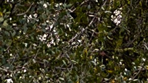 A car drives down a flooded road following heavy rains, on Monday, Dec. 22, 2025, in Redding, Calif. (AP Photo/Noah Berger)