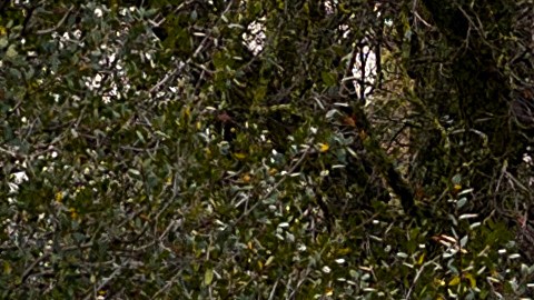 A car drives down a flooded road following heavy rains, on Monday, Dec. 22, 2025, in Redding, Calif. (AP Photo/Noah Berger)