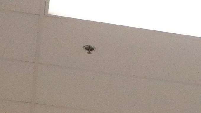 In this Wednesday, Aug. 28, 2019, photo shows a guard walks a with a detainee in the intake area at the Adelanto ICE Processing Center in Adelanto, Calif. The facility is a privately operated immigration detention center run by the GEO Group, which can house up to about 1900 total immigrant detainees, both male and female. (AP Photo/Chris Carlson)