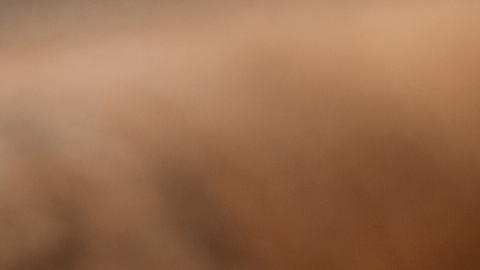 Canela de Ceilán Cinnamon verum en rama con capas finas visibles