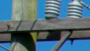 Cook Out amplía su presencia con nuevas ubicaciones en 6 estados