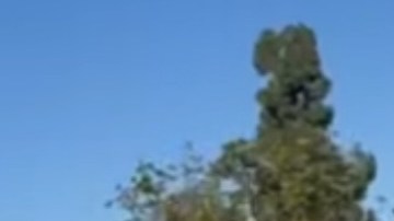 Agentes del ICE persiguen a un trabajador afuera del Home Depot de Huntington Park.