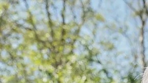 Frank Perez y el Mayo Zambada