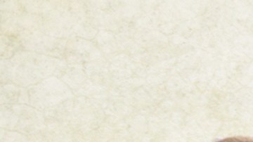 ¡Mascota sana, dueño feliz! Realizan ensayo clínico con implante para hacer bajar de peso a gatos