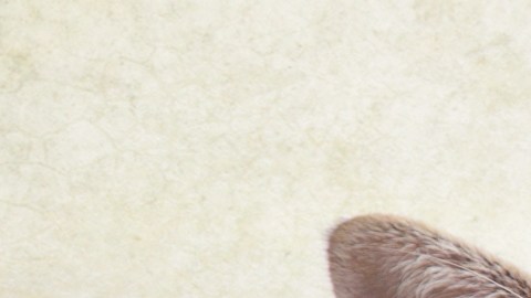 ¡Mascota sana, dueño feliz! Realizan ensayo clínico con implante para hacer bajar de peso a gatos