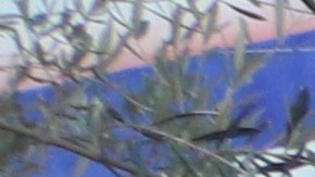 Un feligrés ora ante la imagen de la Virgen de Guadalupe en la Placita Olvera.