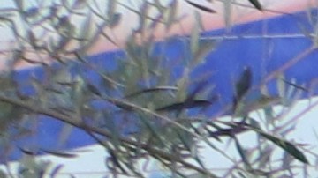Un feligrés ora ante la imagen de la Virgen de Guadalupe en la Placita Olvera.