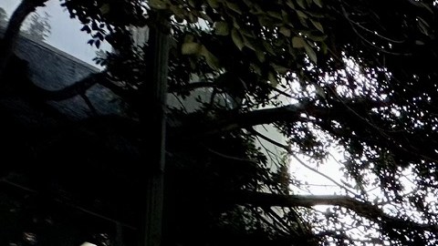 Marchan en Los Ángeles por el Día Internacional del Inmigrante.