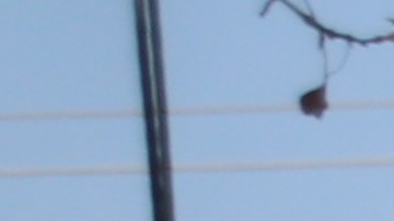 La matrícula se ha reducido en el segundo distrito escolar más grande de EEUU.