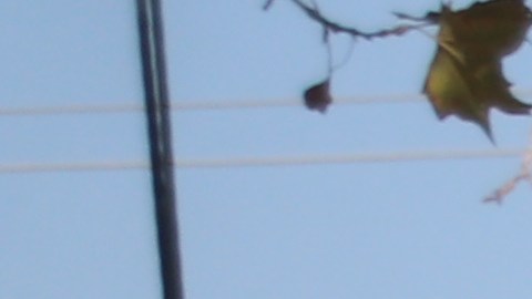 La matrícula se ha reducido en el segundo distrito escolar más grande de EEUU.