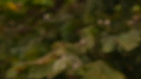 Dr. Salvador Plasencia leaves federal court with his attorneys on Wednesday, July 23, 2025 in Los Angeles, after pleading guilty to giving ketamine to Matthew Perry, leading up to the actor's 2023 overdose death. (AP Photo/Damian Dovarganes)