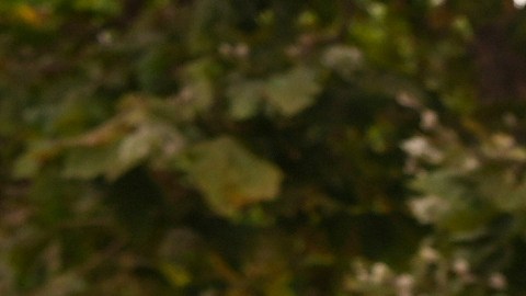 Dr. Salvador Plasencia leaves federal court with his attorneys on Wednesday, July 23, 2025 in Los Angeles, after pleading guilty to giving ketamine to Matthew Perry, leading up to the actor's 2023 overdose death. (AP Photo/Damian Dovarganes)