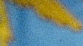 Nueva visa tarjeta dorada de Trump