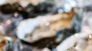 Relacionan ostras crudas con brote de salmonela, infectó a 64 personas en 22 estados