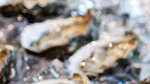 Relacionan ostras crudas con brote de salmonela, infectó a 64 personas en 22 estados