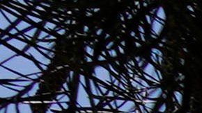 Melanie Ramos perdió la vida por sobredosis de fentanilo en la Bernstein High School.