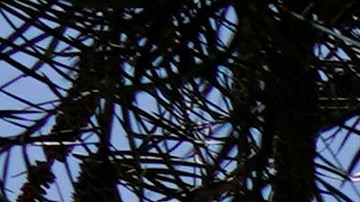 Melanie Ramos perdió la vida por sobredosis de fentanilo en la Bernstein High School.