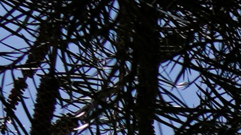 Melanie Ramos perdió la vida por sobredosis de fentanilo en la Bernstein High School.