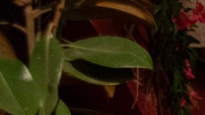 De romance aún nada en "Doménica Montero".