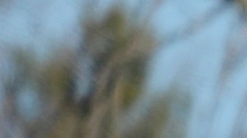 FILE - U.S. Postal Service trucks park outside a post office in Wheeling, Ill., Monday, Jan. 29, 2024. (AP Photo/Nam Y. Huh, File)