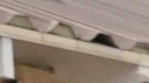 A woman is detained by U.S. Border Patrol agents outside a Home Depot Friday, Aug. 15, 2025, in Los Angeles. (AP Photo/Gregory Bull)