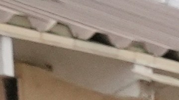 A woman is detained by U.S. Border Patrol agents outside a Home Depot Friday, Aug. 15, 2025, in Los Angeles. (AP Photo/Gregory Bull)