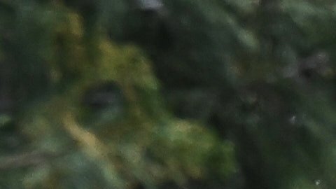 Mud is cleared by tractor after a series of storms on Thursday, Dec. 25, 2025, in Wrightwood, Calif. (AP Photo/William Liang)