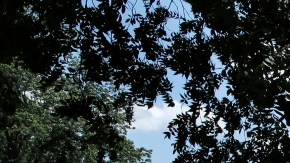 Universidad de Virginia