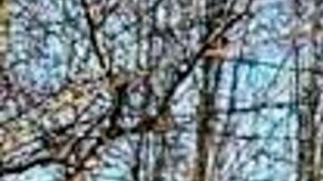 An electric Amazon delivery truck, made by Rivian, is parked during a delivery Wednesday, Jan. 31, 2024, in Kennesaw, Ga. Amazon release results on Thursday, Feb. 1, 2024. (AP Photo/Mike Stewart)