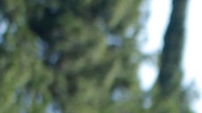 A visitor to the Sepulveda Basin Dog Park checks out a tree that was blown down by heavy winds in the Encino section of Los Angeles on Saturday, Jan. 24, 2015. A brief but powerful round of Santa Ana winds with gusts topping 60 mph toppled trees and power lines in Los Angeles. About 9,000 customers were without electricity in the San Fernando Valley Saturday morning. (AP Photo/Richard Vogel)