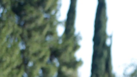 A visitor to the Sepulveda Basin Dog Park checks out a tree that was blown down by heavy winds in the Encino section of Los Angeles on Saturday, Jan. 24, 2015. A brief but powerful round of Santa Ana winds with gusts topping 60 mph toppled trees and power lines in Los Angeles. About 9,000 customers were without electricity in the San Fernando Valley Saturday morning. (AP Photo/Richard Vogel)