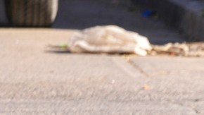 Violencia en México