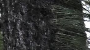 Davey Schneider walks on the roof of his storm-damaged home on Thursday, Dec. 25, 2025, in Wrightwood, Calif. (AP Photo/William Liang)