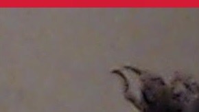 Las autoridades de Georgia activaron un amplio operativo de búsqueda tras la fuga de tres reclusos de la cárcel del condado de DeKalb, en Decatur.