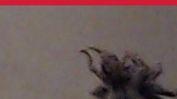 Las autoridades de Georgia activaron un amplio operativo de búsqueda tras la fuga de tres reclusos de la cárcel del condado de DeKalb, en Decatur.