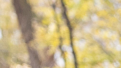 Si al inmigrante le da tiempo, puede alertar de inmediato sobre su detención a los contactos que tiene dentro de la app.