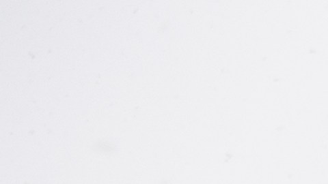 ¿Por qué los árboles de Navidad naturales podrían ser más baratos este 2025?