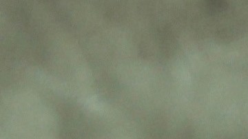 La fiscalía acusa a los padres de negligencia extrema y crueldad animal. Podrían enfrentar cadena perpetua o la pena de muerte.