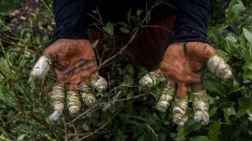 La producción de cocaína está en números récord en Colombia.