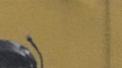 México no llega con altas expectativas a la Copa del Mundo.