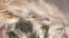 Messi ha sido nombrado en varios temas de Bad Bunny.