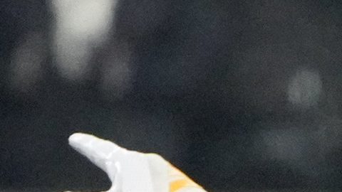 El pateador novato Tyler Loop se lamenta luego de fallar el gol de campo que habría enviado a los Ravens de Baltimore a los playoffs. Pittsburgh sobrevivió para ganar la División Norte de la AFC.