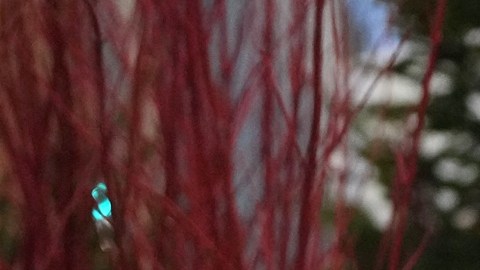 La muerte a tiros de Alex Pretti por parte de agentes migratorios ha desatado indignación nacional.