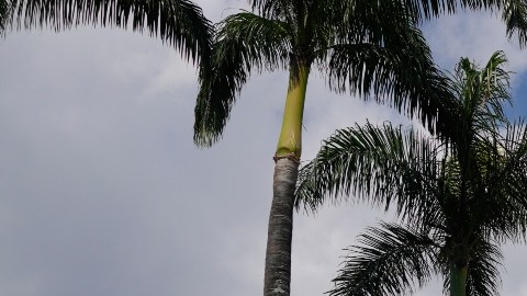 Bandera de Venezuela