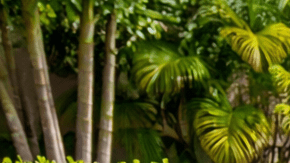 Iguana verde en el jardín de una casa en Florida junto a un aspersor activado para ahuyentar reptiles