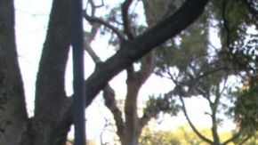 El espectacular Mazda MX-5 Miata 2026